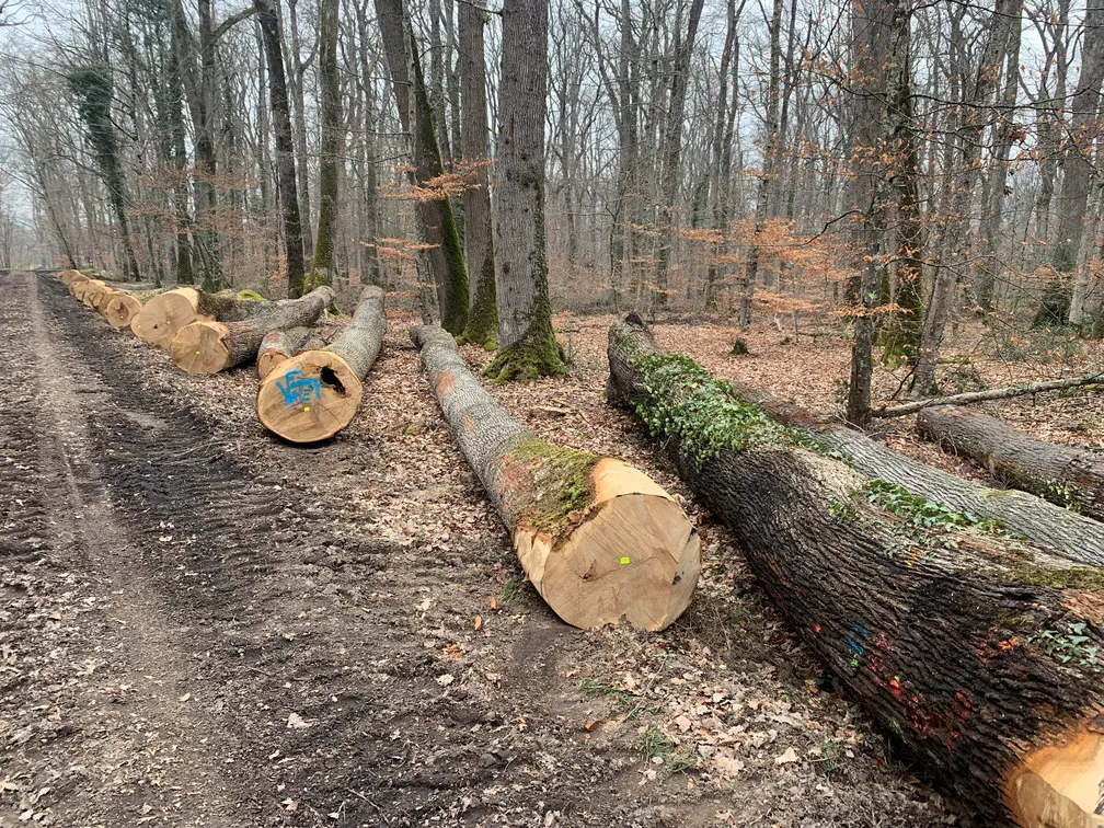 Bois de chêne — Vriet Frères