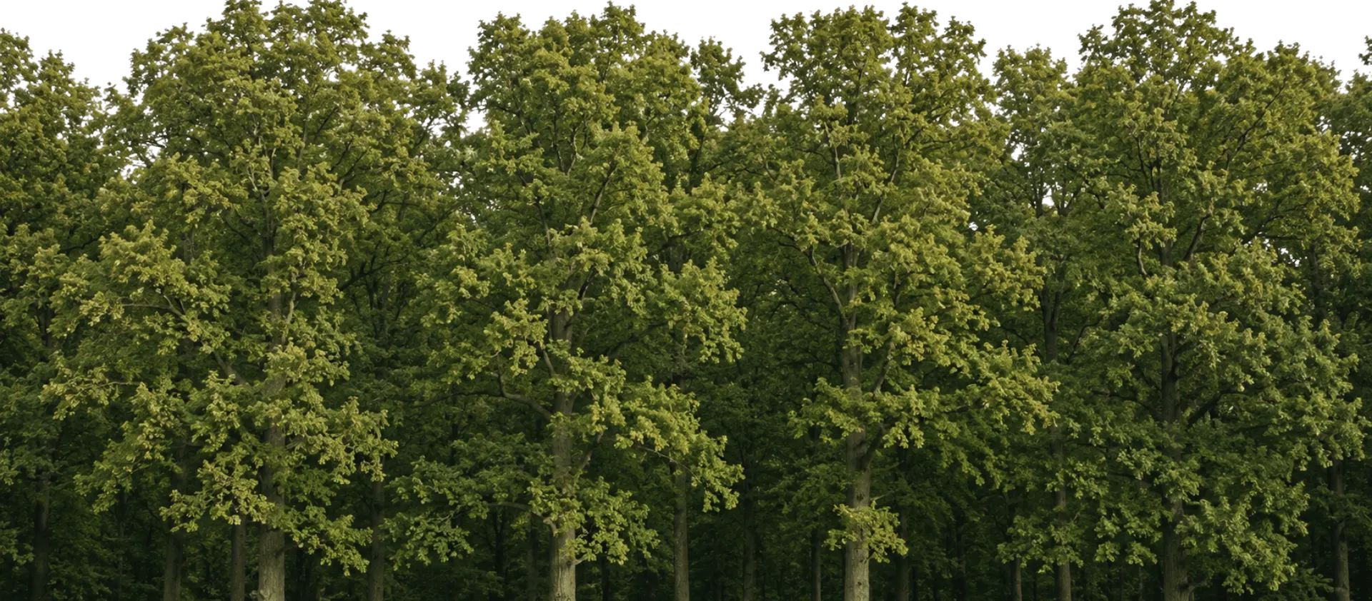 Foret chene fr