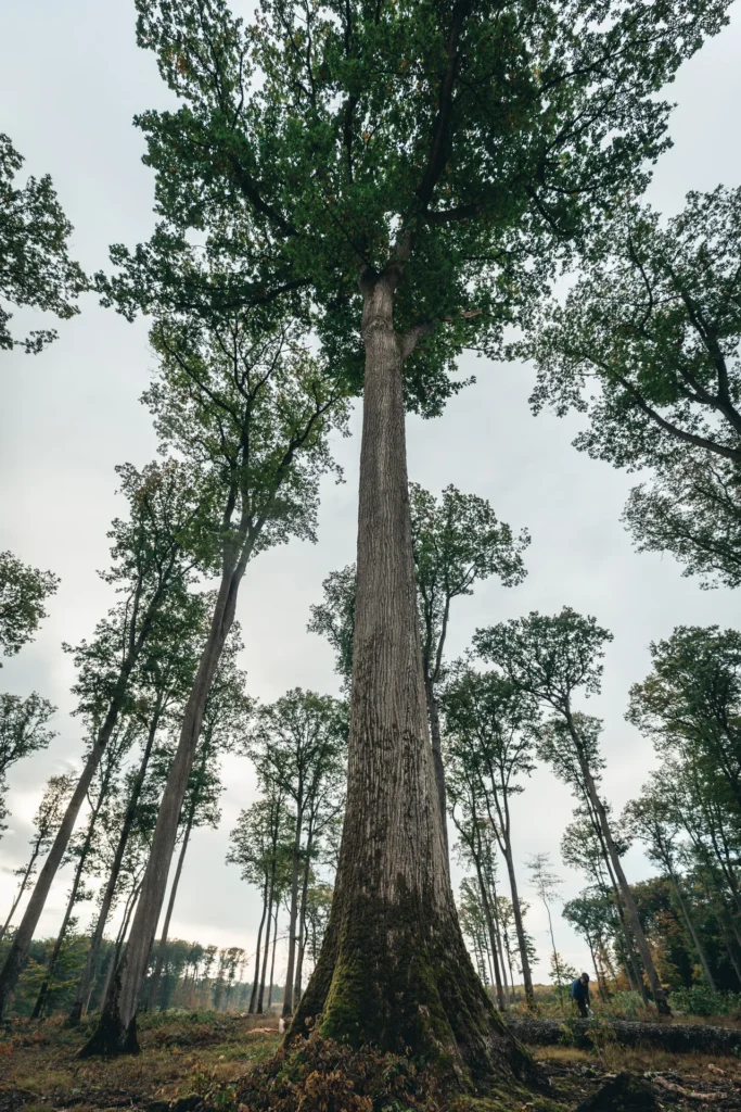 Fond foret vertical