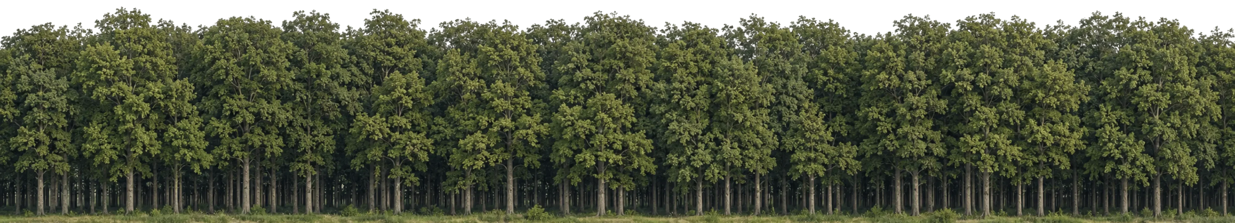 Foret chene
